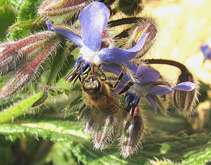 Borago officinalis L.